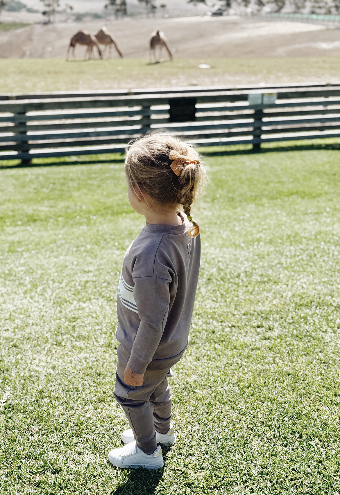 A child standing on grassy field wearing a long-sleeved purple crew neck jumper and pants, looking at two camels in the distance across a fence.